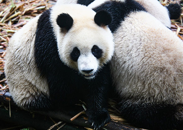 Pandas in Chengdu