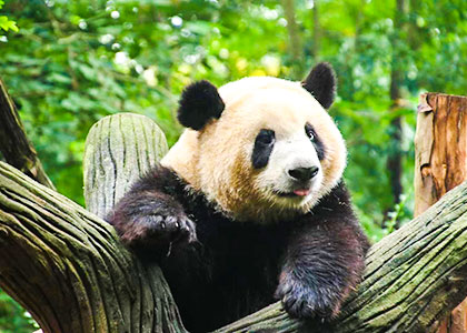 Giant Panda, Chengdu