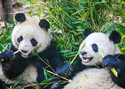 Giant Pandas, Chengdu