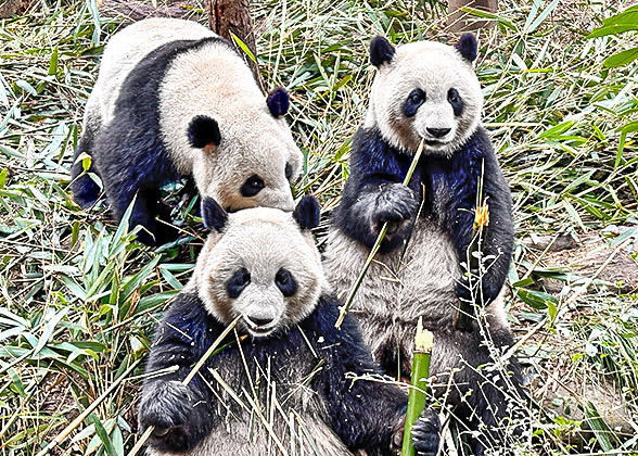 Chengdu Panda Base
