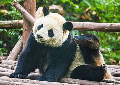 Giant pandas