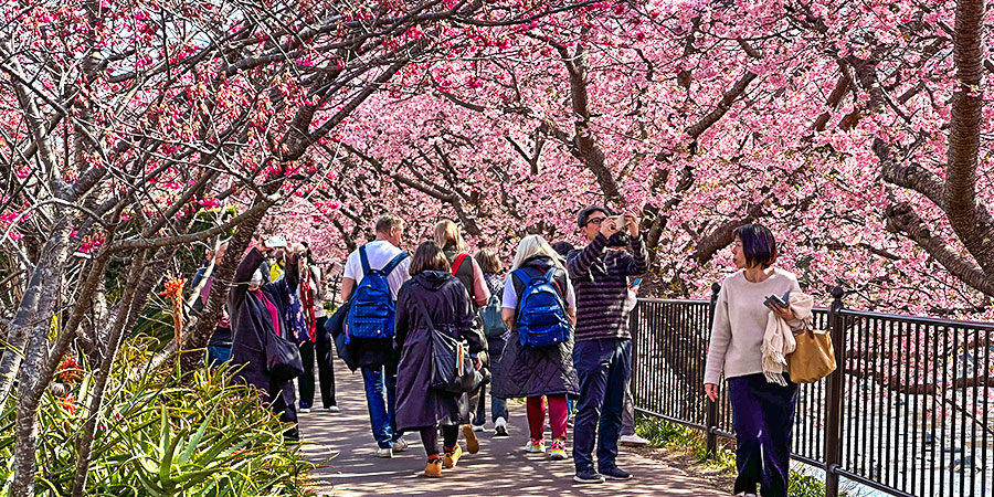 Cherry Blossoms in Chenshan, Shanghai