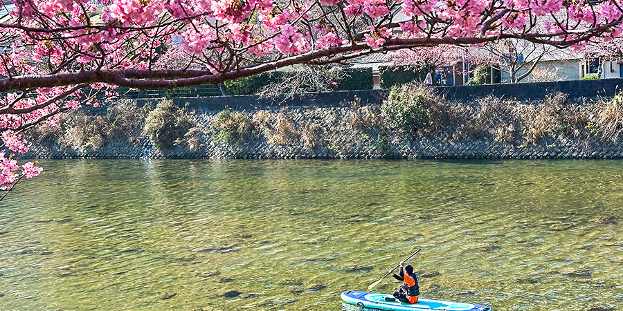 Cherry Blossoms in Wuxi, Jiangsu