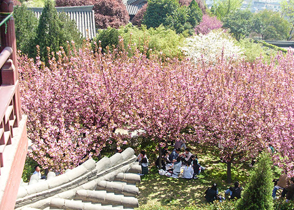 Cherry blossoms in Qinglong Temple, Xi'an