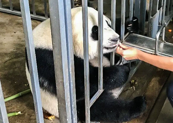 Feed the Panda