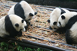 Giant pandas