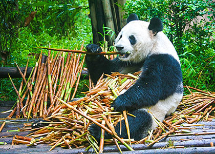Giant pandas, Chengdu