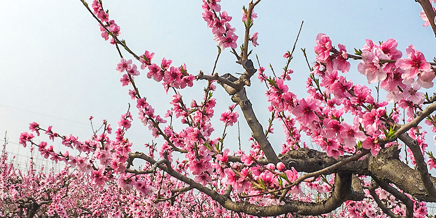 Peach Blossom in Nyingchi, Tibet
