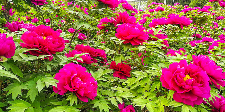 Peony in Luoyang, Henan