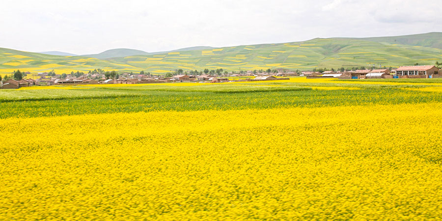 Rape Flower in Wuyuan, Jiangxi