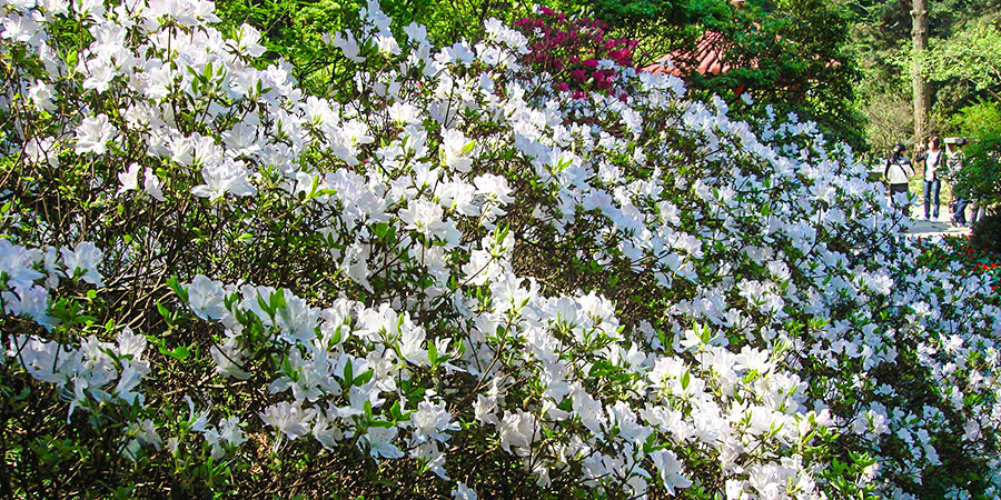 Rhododendrons in Bijie, Guizhou